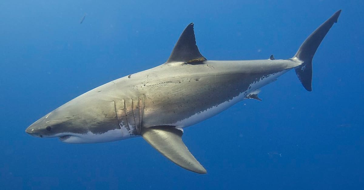 2023 Saw The Most Shark Fatalities In More Than 20 Years - Surfer Shark  Watch