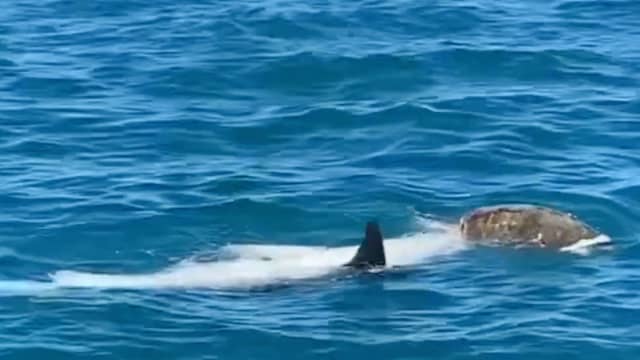 Watch Surfer Catch a Wave Next to Curious Great White Shark in