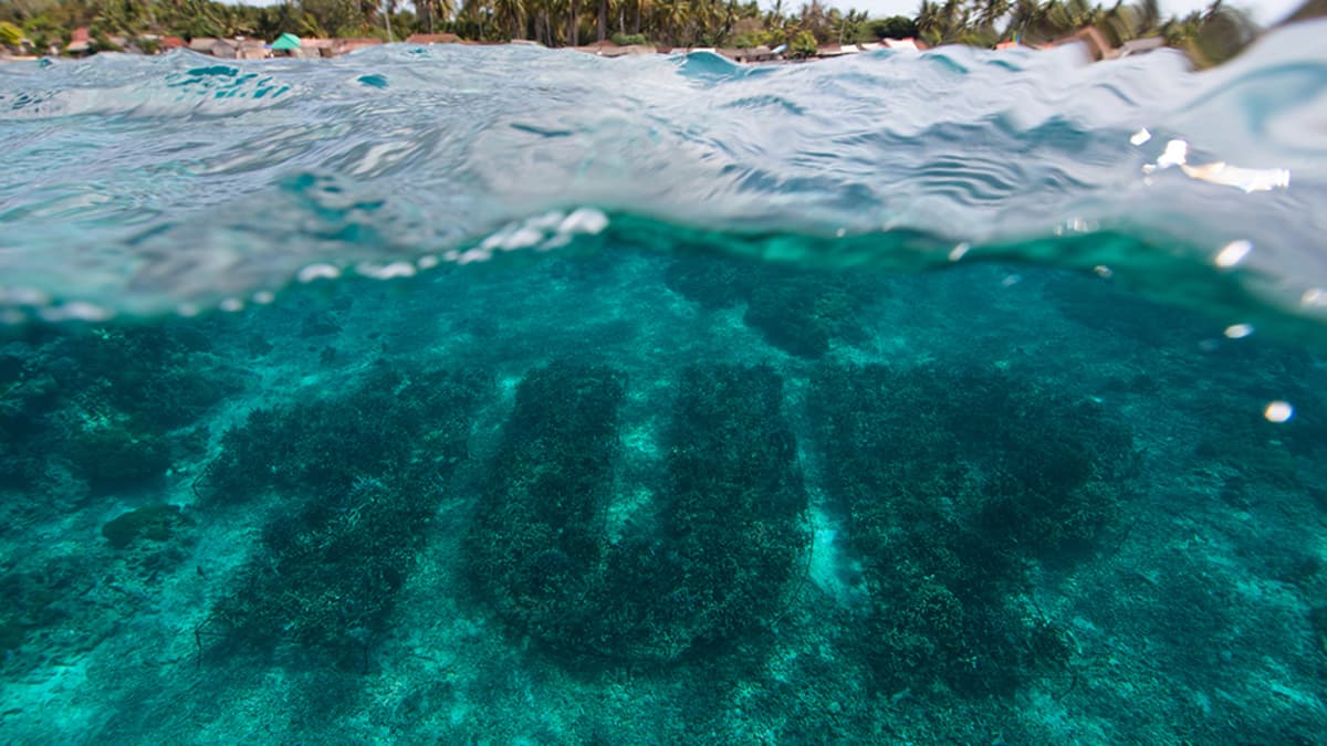 Coral Reef Ocean Sea Scape Glass Smoking Pipe Handblown – Murky Waters  Studio