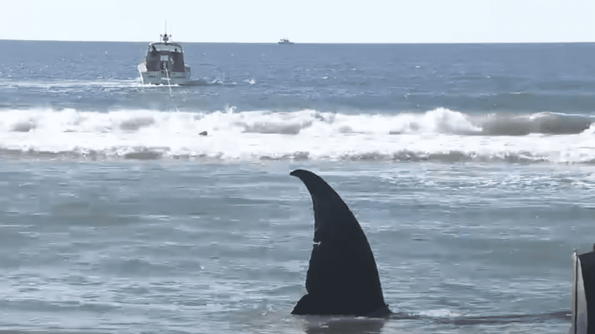 Giant Shark Bite