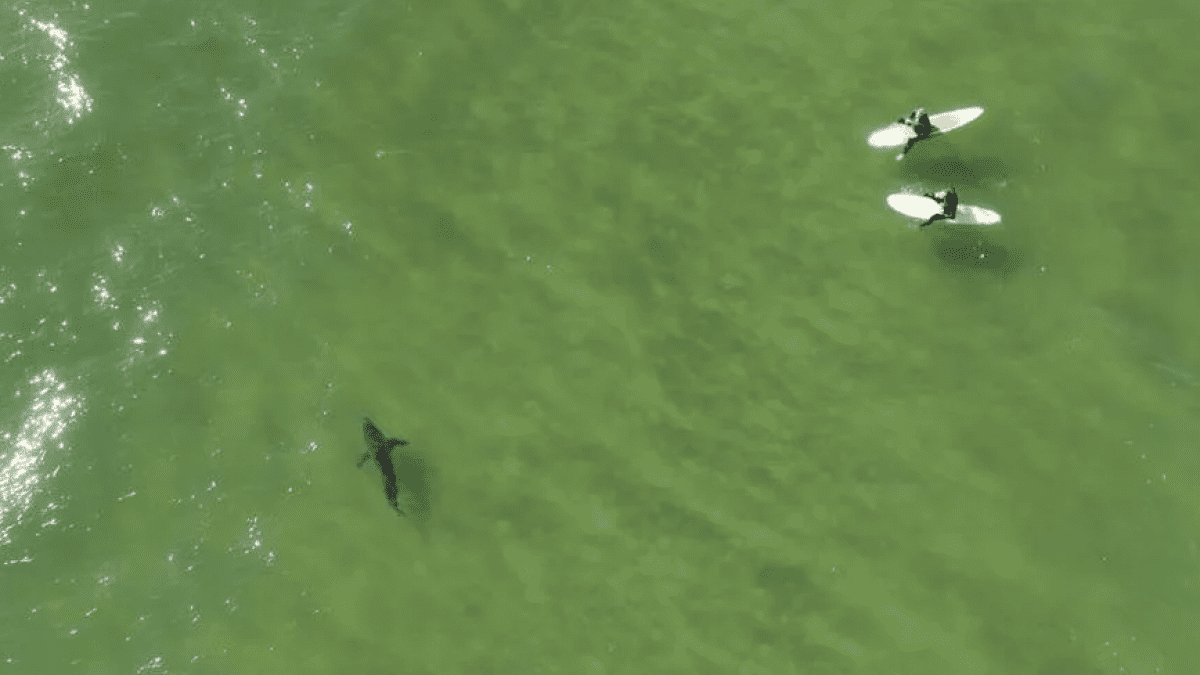 Sharks at Pismo Beach: A Comprehensive Guide to Encountering Sharks on the Central Coast