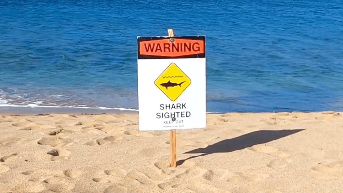 Tunnels Beach Kauai Sharks: A Comprehensive Guide to Safety and Exploration