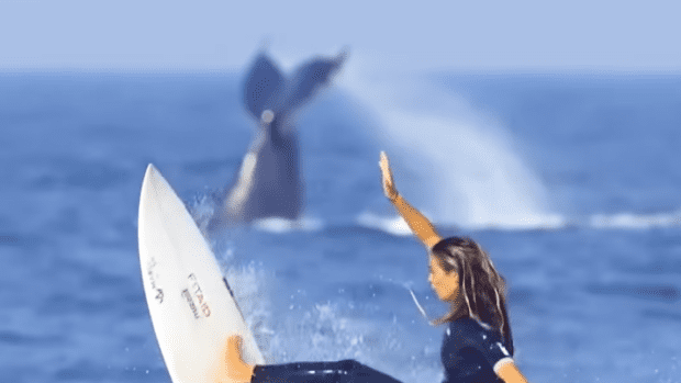 Watch: Surfer Launches Synchronized Air With Breaching Whale - Surfer