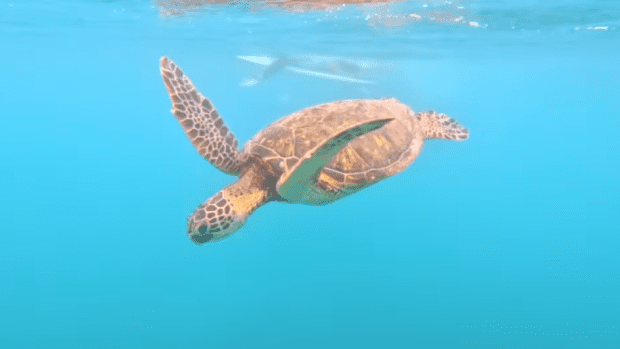 Sea Turtle Cruises Pipeline Lineup with Pro Surfers (Clip) - Surfer