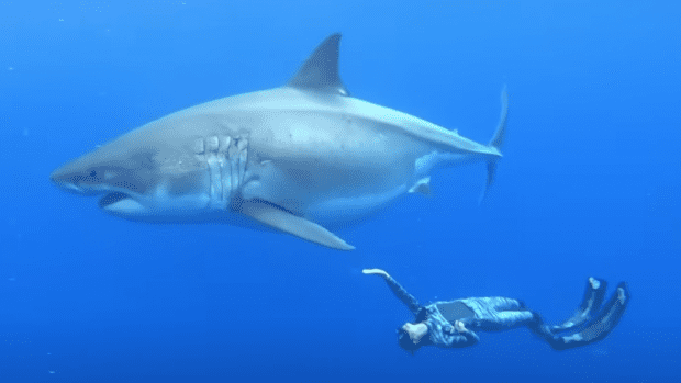 Video: Surfer Swims with ‘Record Breaking Largest Great White Shark ...