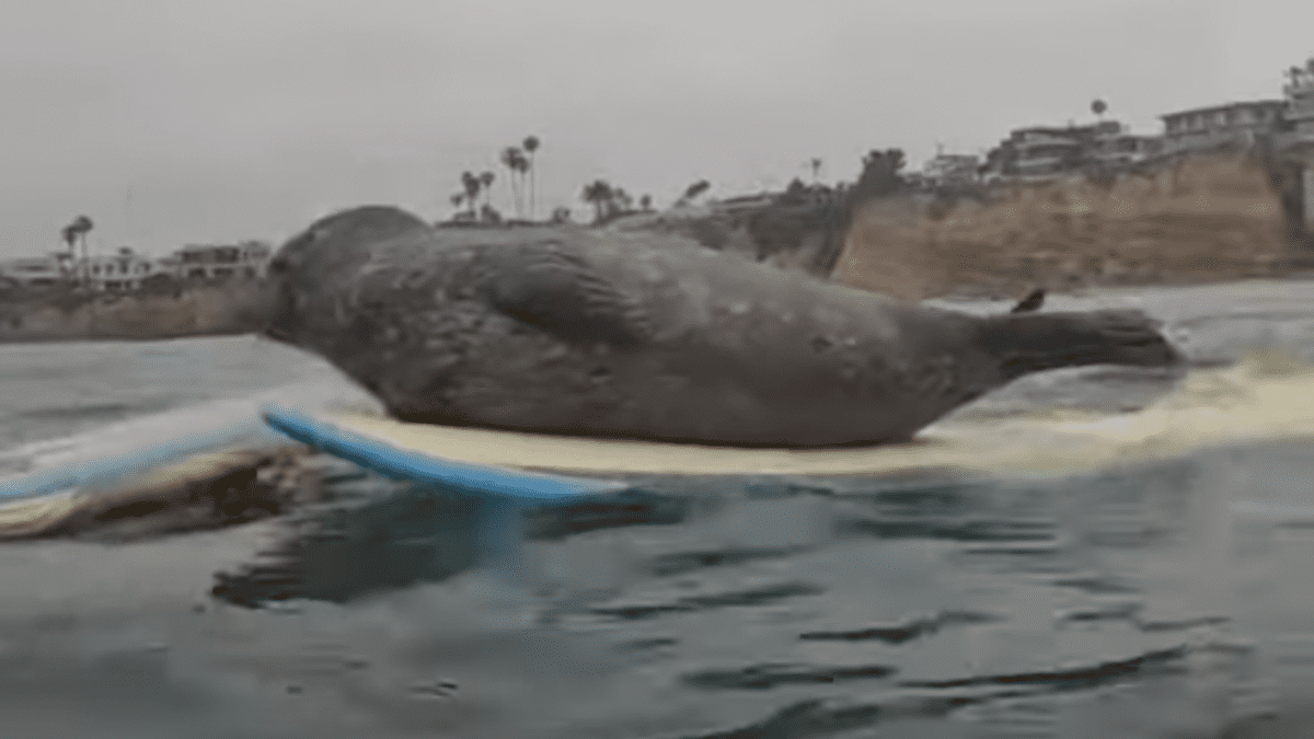 Surfing Baby Seal Hangs Ten With San Diego Locals 