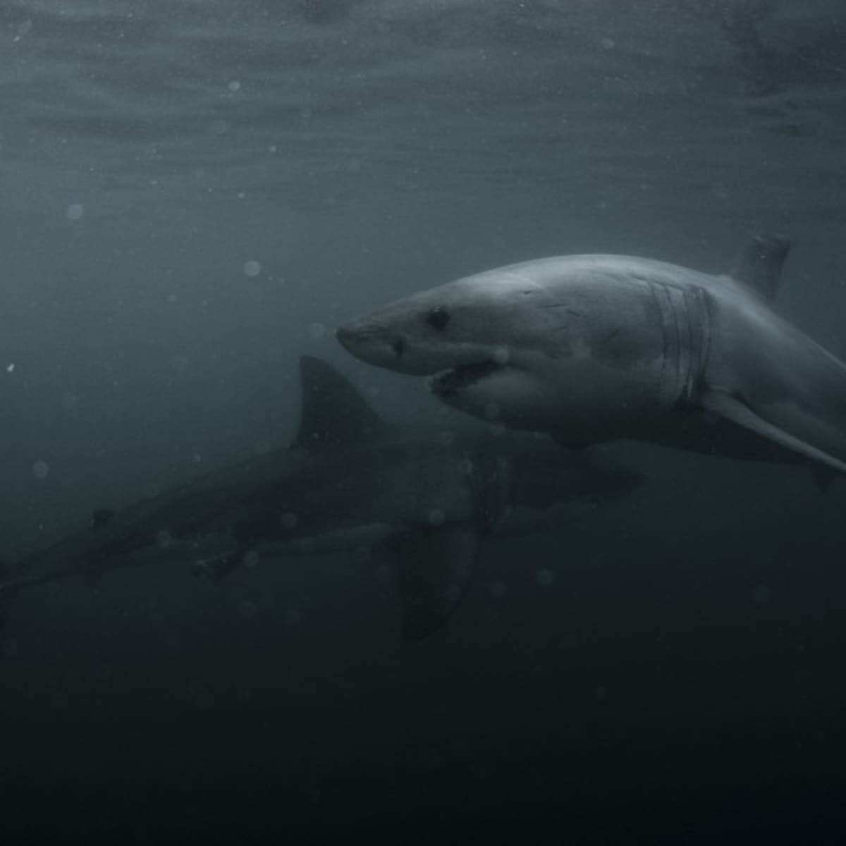 Below the surface: reports of rising shark attacks don't tell the whole  story, Sharks