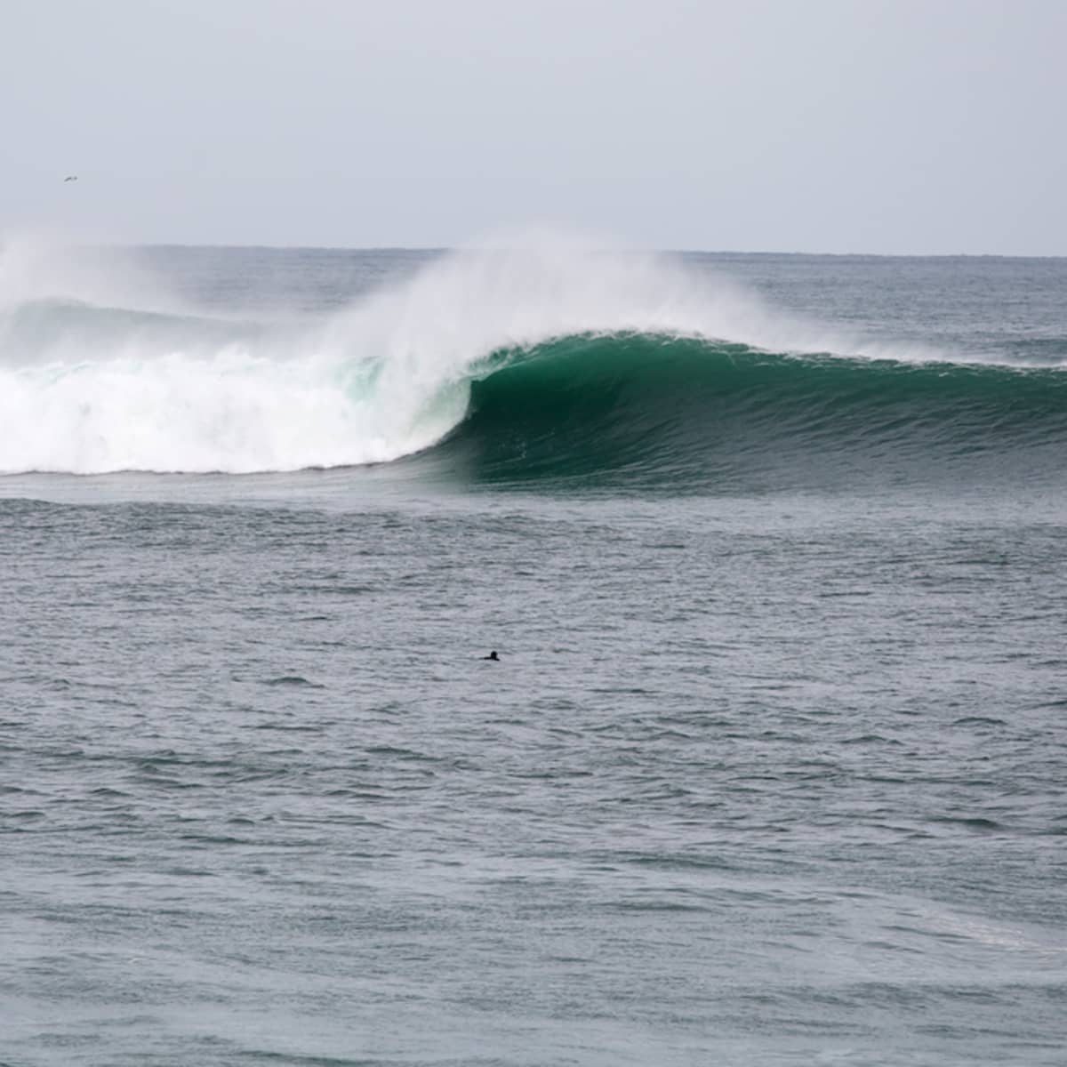 flinders surf shop