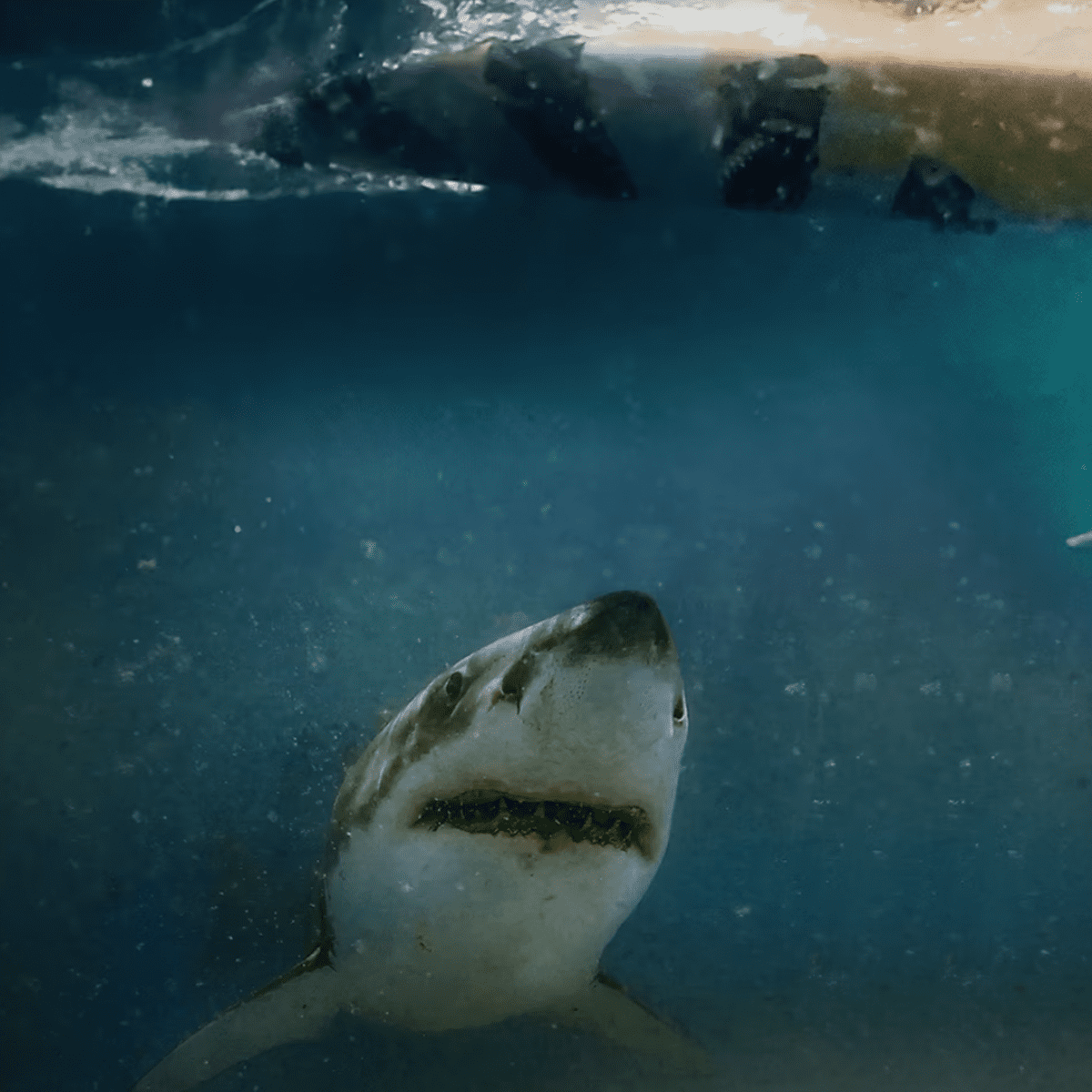 Shark Attacks Examined in New(ish) HBO Documentary; Watch Now - Surfer