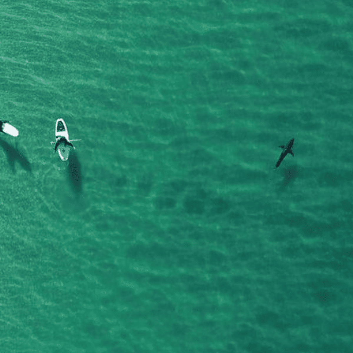 What's Biting in So Cal's Surf?