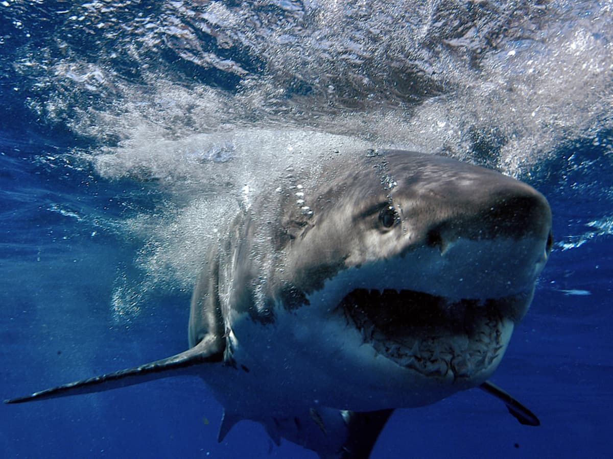 Recent shark attack, sightings: Should they be a cause for concern?