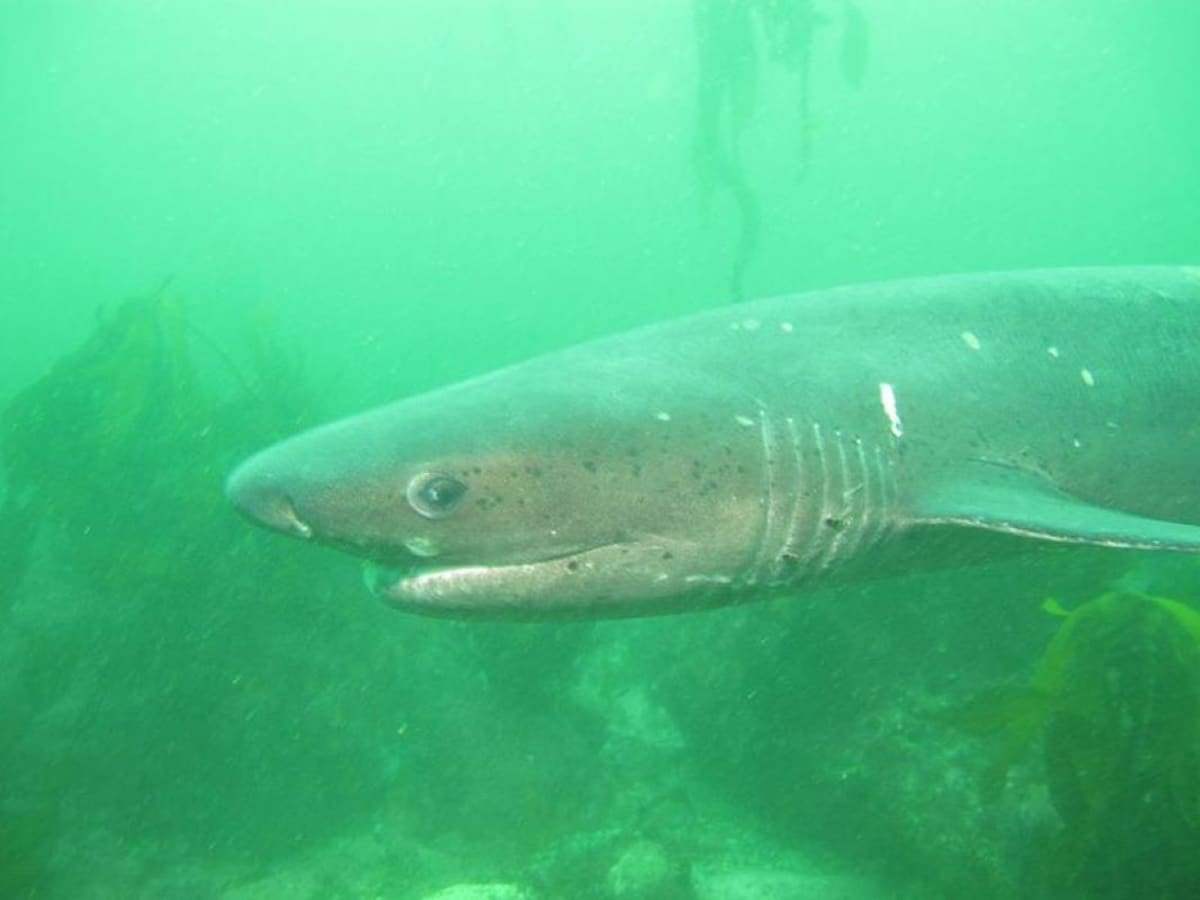 Shark attacks woman walking in knee-deep water after midnight in New  Zealand - CBS News