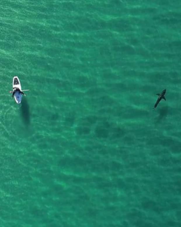 CSULB Shark Lab on X: Growing problem… we're starting to see more juv.  white sharks with recreational fishing gear in them. This is heavy tackle  and likely from fishers targeting white sharks