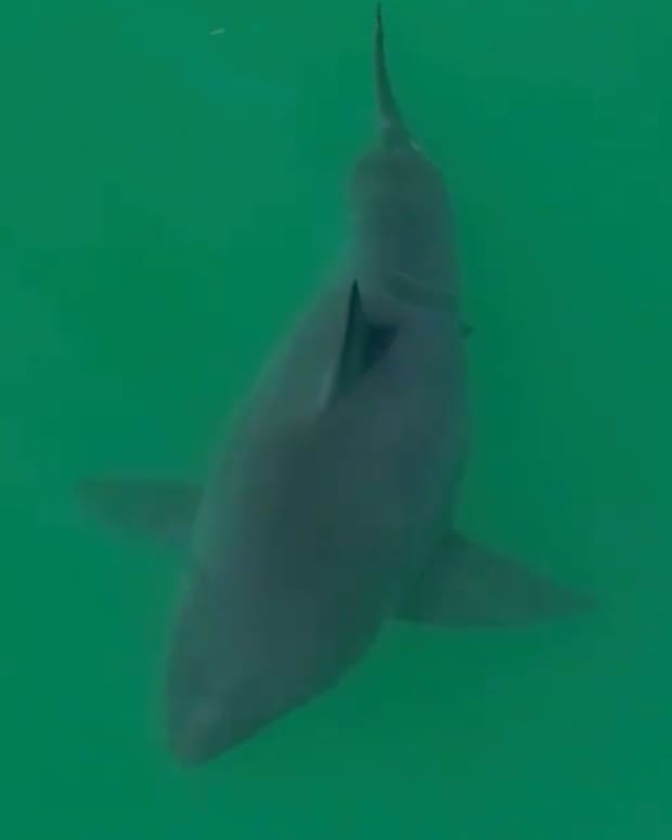 Watch: Great white shark looks huge until second shark appears