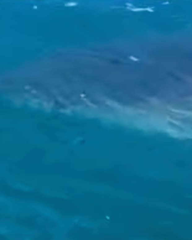 Shark attacks woman walking in knee-deep water after midnight in New  Zealand - CBS News