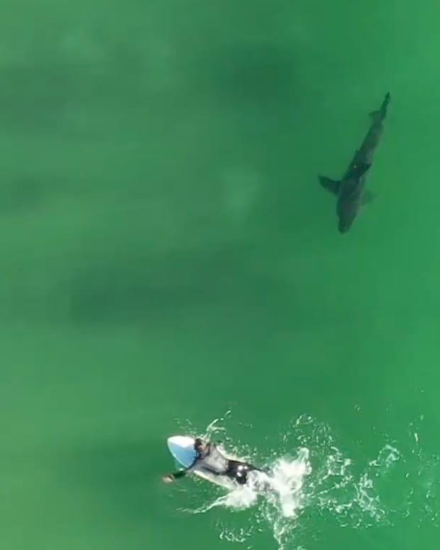 Watch Surfer and Great White Shark Swim in Incredibly Clear SoCal Water -  Surfer