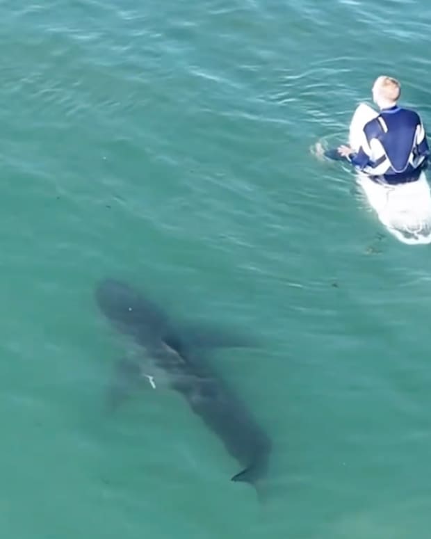 Watch a Great White Shark Speed Toward Woman Surfing in San Diego - Surfer