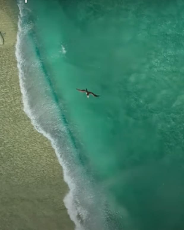 Tiger shark chases turtle to beach in wild scene caught on video - Yahoo  Sports