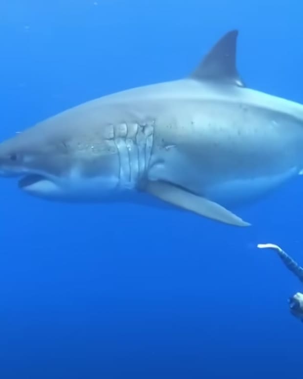 The incredible 'Shark Week' eyes, Hawaii News Now, Blogs