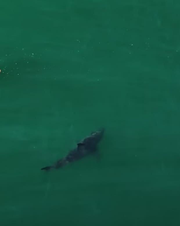 Brooklyn surfer recalls 'shock' of shark encounter off Cape Cod