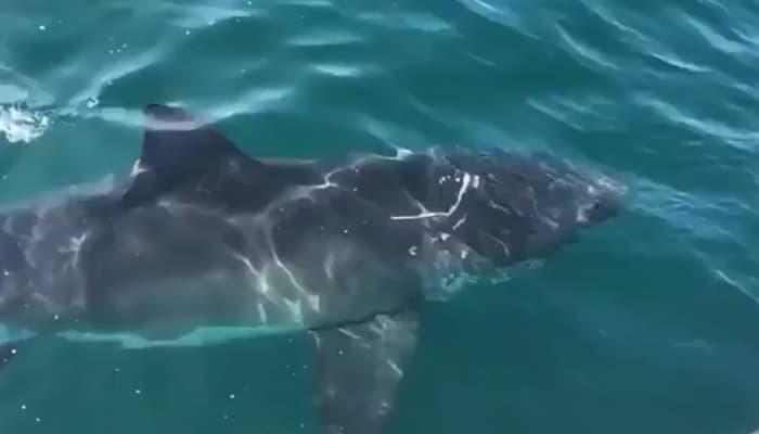 17-foot White Shark Lunches off San Clemente - Surfer