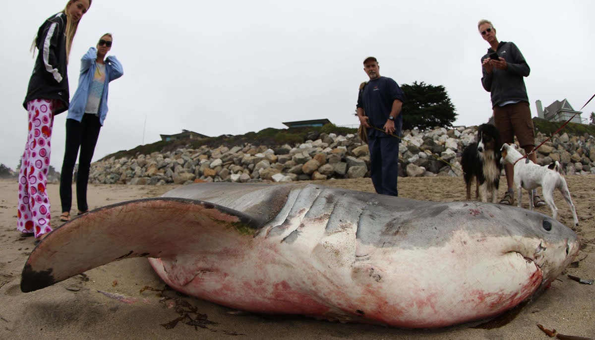 11 Foot Great White Shark washes onshore near 26th Ave. Santa