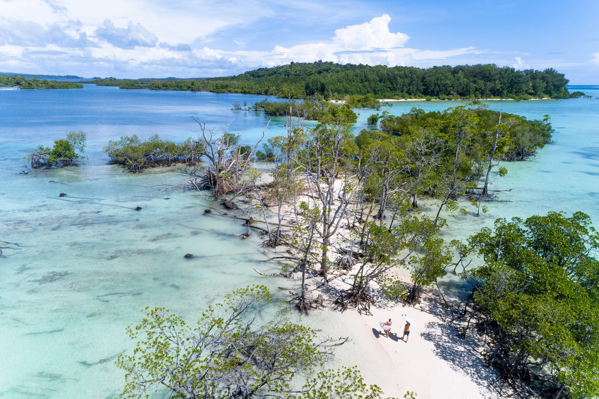 Why These Surfers Want to Restore a Rainforest