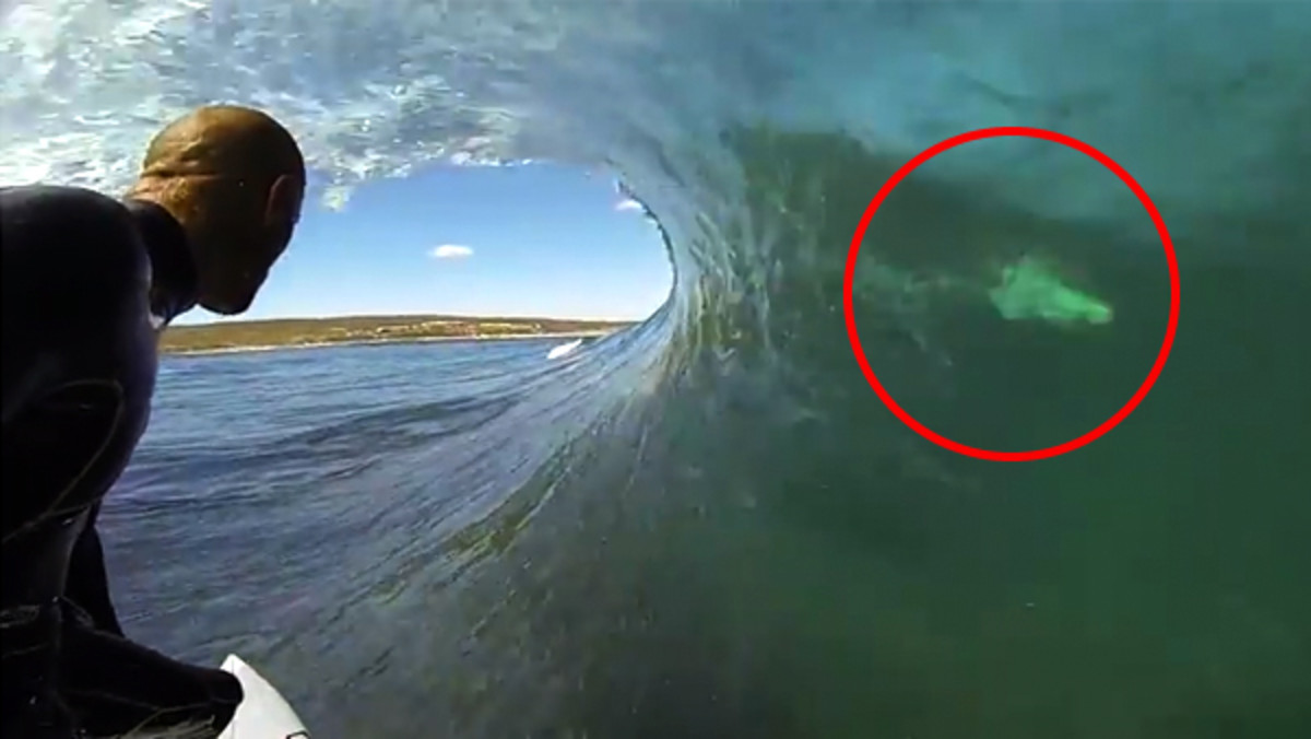 shark in wave behind surfer