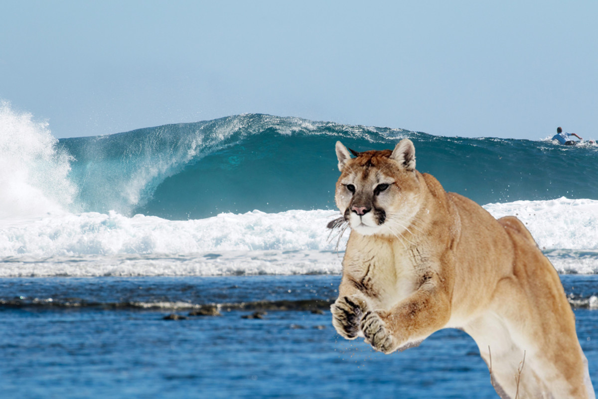 Warning: There Is A Cougar On The Loose Trying To Take People To Tavarua -  Surfer