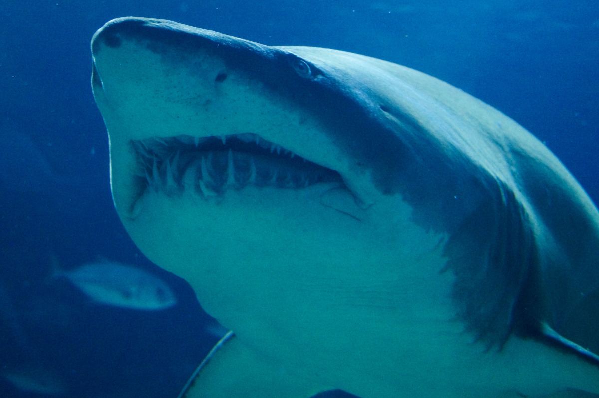 Betting On Great White Sharks Now Being Offered, But No Attack Odds