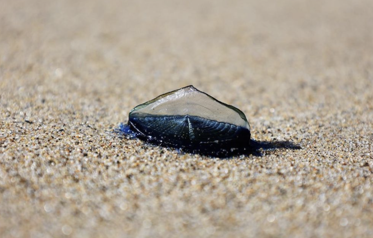 Strange Blue Sea Creatures Wash Ashore At California Surf Spots - Surfer