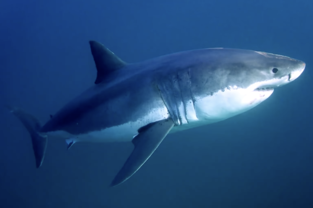 Great White Shark Attacks and Kills Surfer in South Australia - Surfer