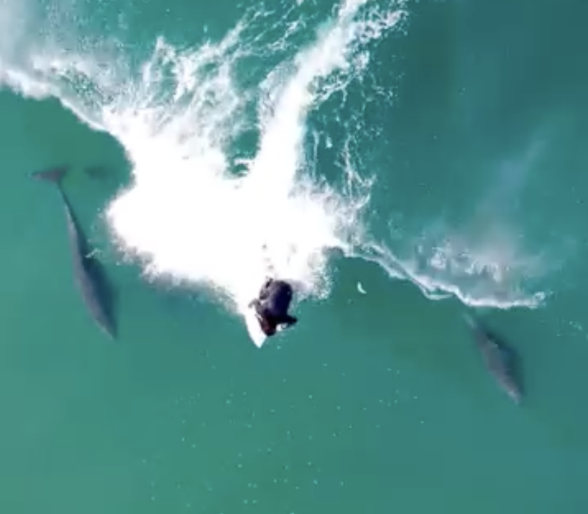 Clip: A Pod of Dolphins and a Surfer Share a Party Wave at Black's ...