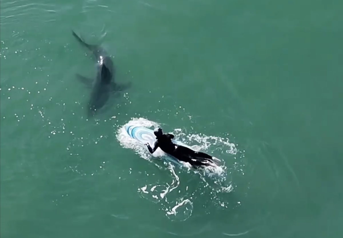 Watch a Hefty Great White Shark Block Surfer from Catching a Wave in ...