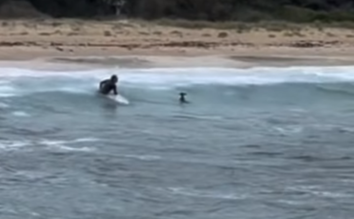 VIDEO: Surfer Heroically Rescues Kangaroo From Pounding Surf in ...