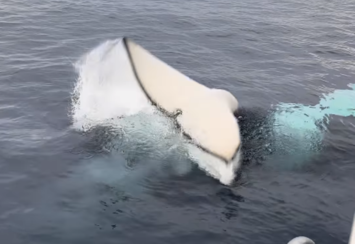 WATCH: Killer Whale Brutally Whips a Sea Lion with its Tail in ...