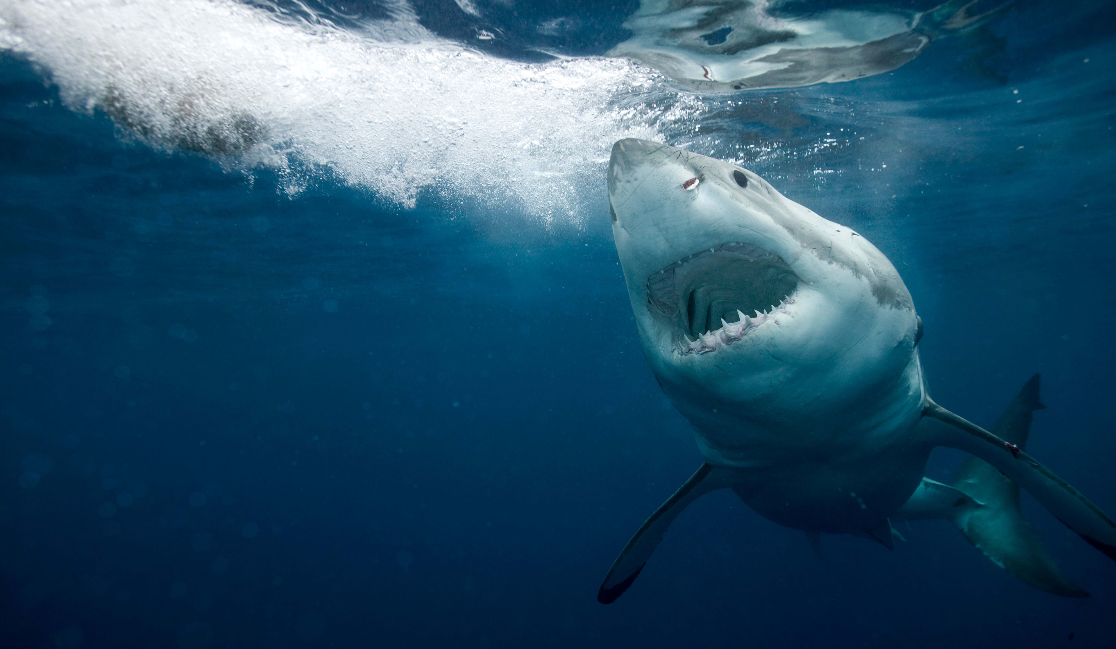 Surfer's Death Marks 4th Fatal Shark Attack in 18 Months