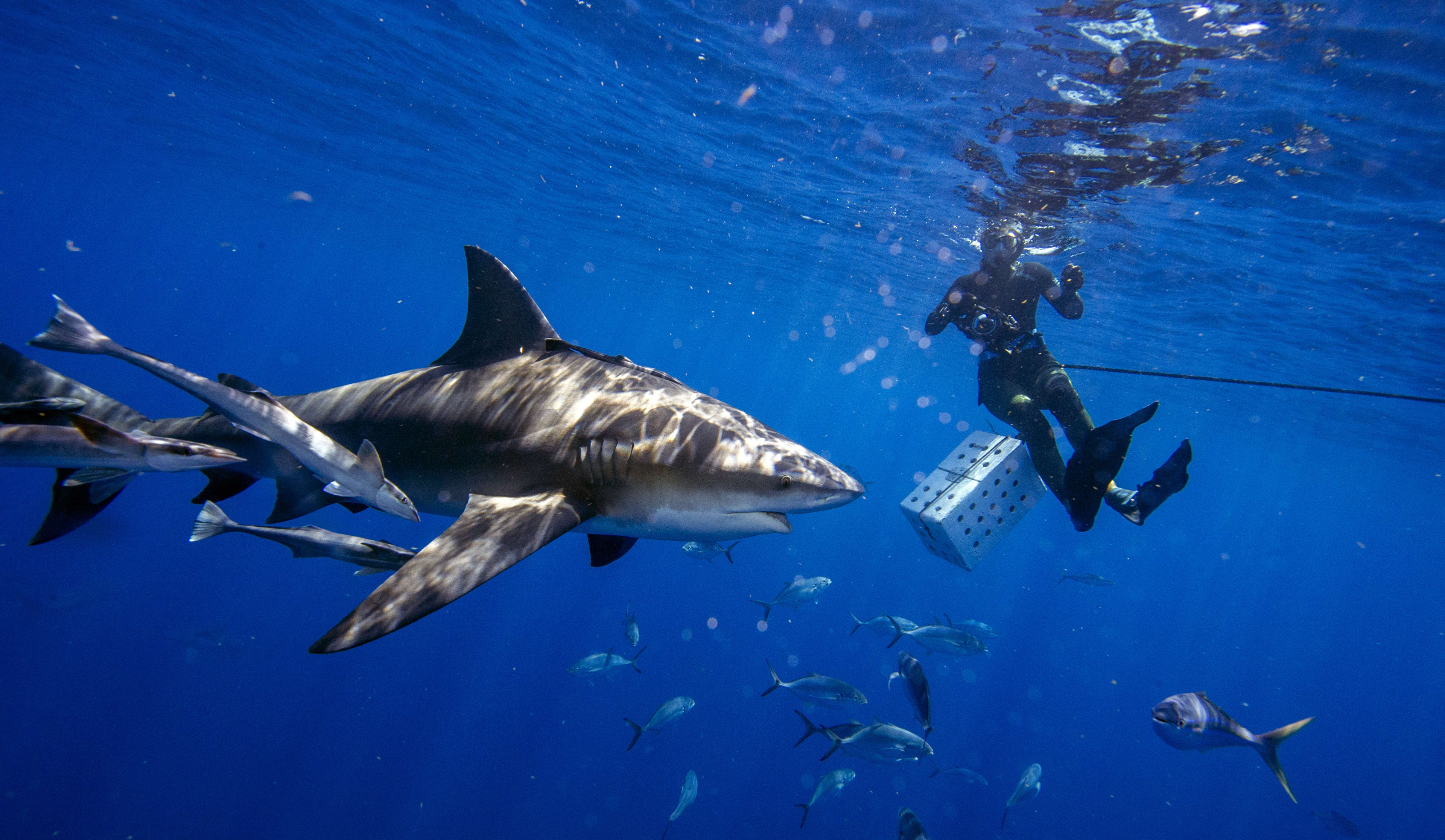 Shark Tour Worker Attacked on Oahu’s North Shore