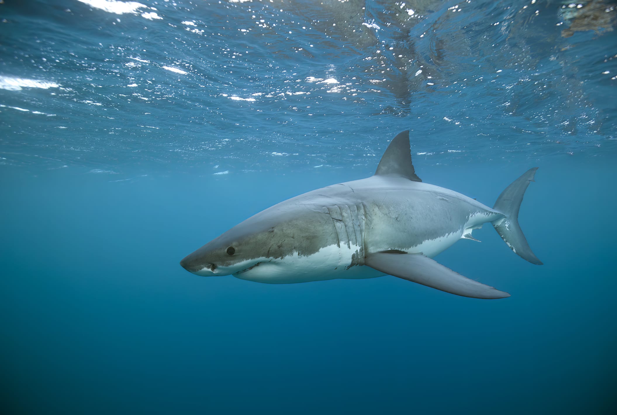 Shark Stop Shark-Bit-Resistant Wetsuits Could Save Surfers' Lives